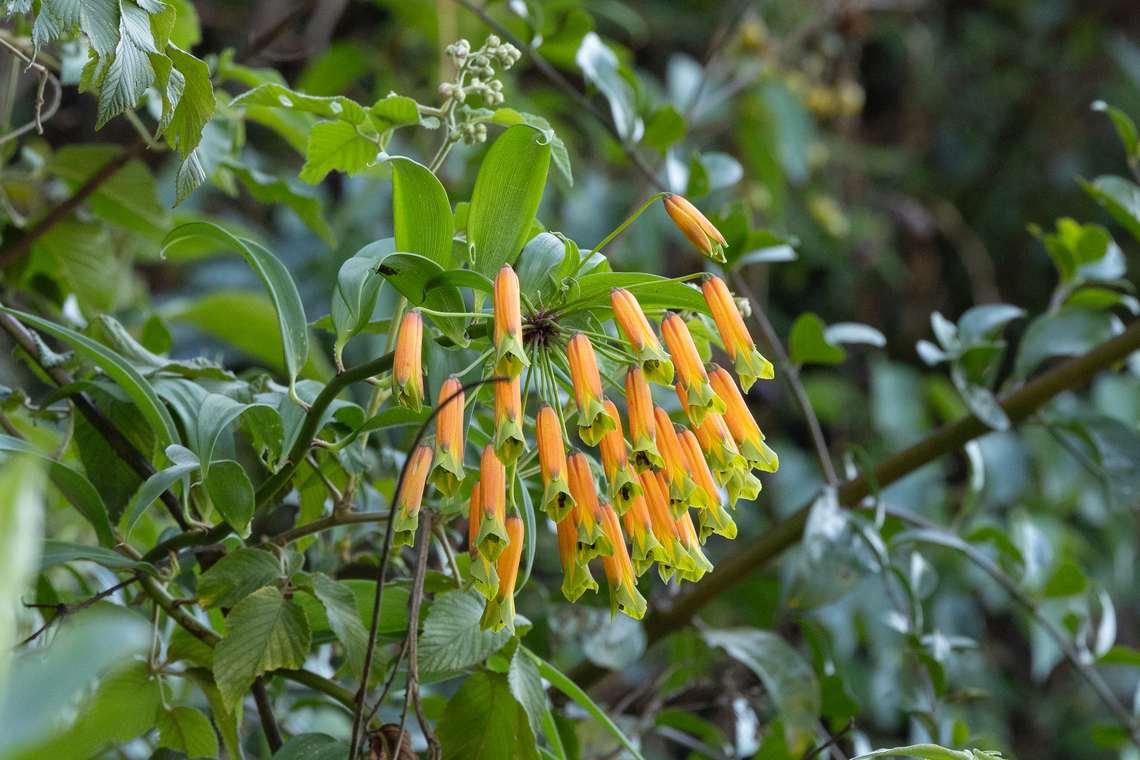 Bomarea superba (Alstroemeriaceae) San Felipe, Cajamarca, Peru. Dec 26, 2022 Bomarea superba,Geotagged,Peru,Summer