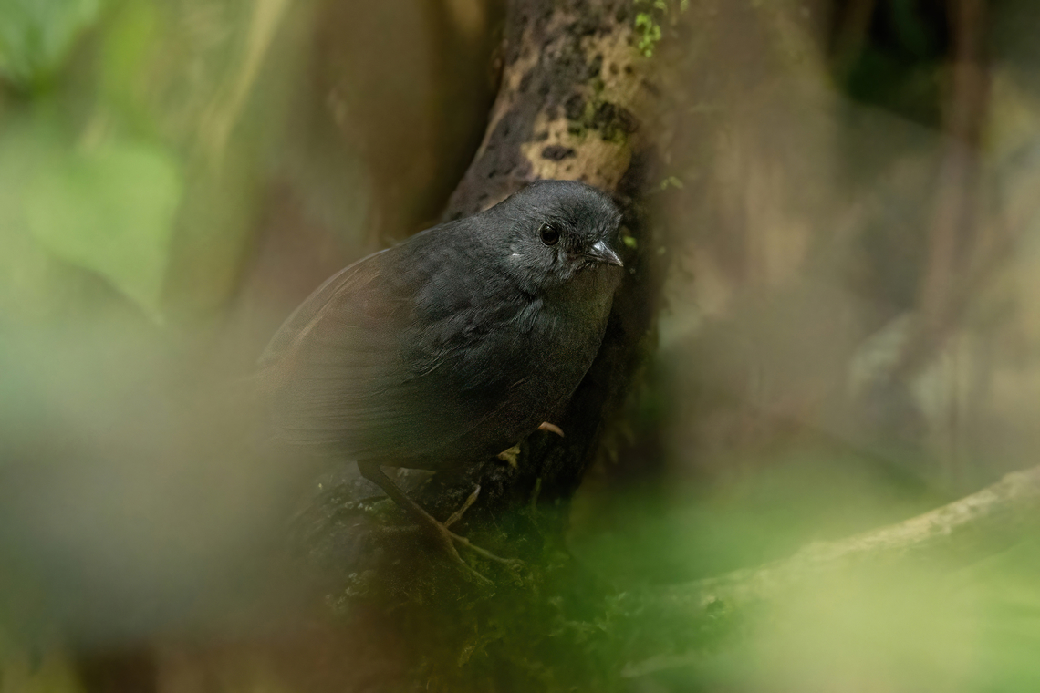 Chusquea tapaculo (Scytalopus parkeri) San Felipe, Cajamarca, Peru. Dec 27, 2022 Chusquea tapaculo,Geotagged,Peru,Scytalopus parkeri,Summer