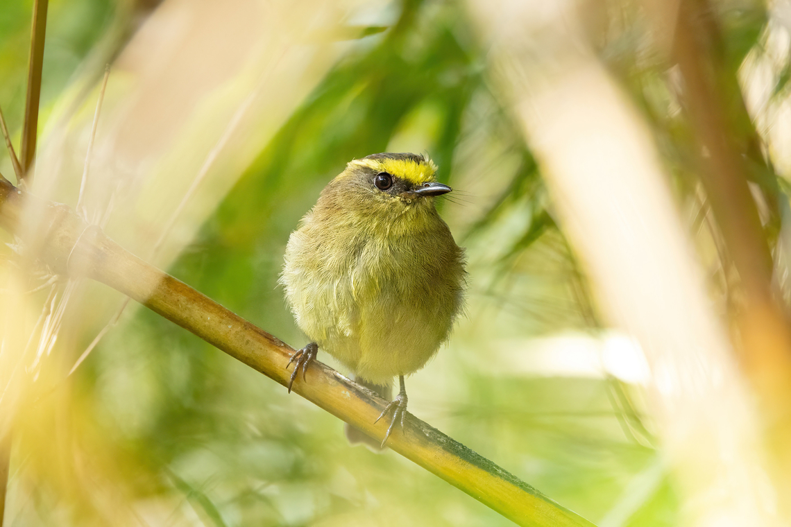 Yellow-bellied chat-tyrant (Silvicultrix diadema) San Felipe, Cajamarca, Peru. Dec 28, 2022 Geotagged,Peru,Silvicultrix diadema,Summer,Yellow-bellied chat-tyrant