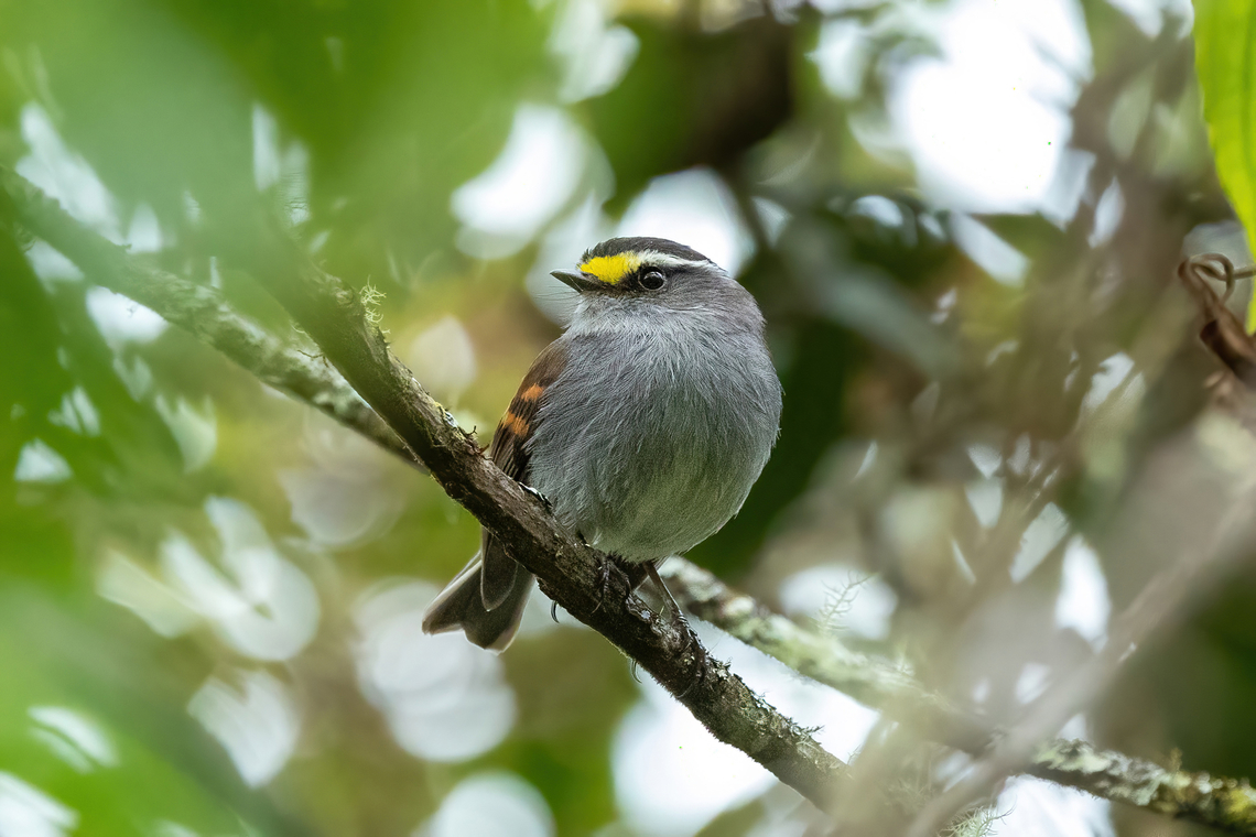 Jelski's chat-tyrant (Silvicultrix jelskii) San Felipe, Cajamarca, Peru. Dec 28, 2022 Geotagged,Jelskis chat-tyrant,Peru,Silvicultrix jelskii,Summer