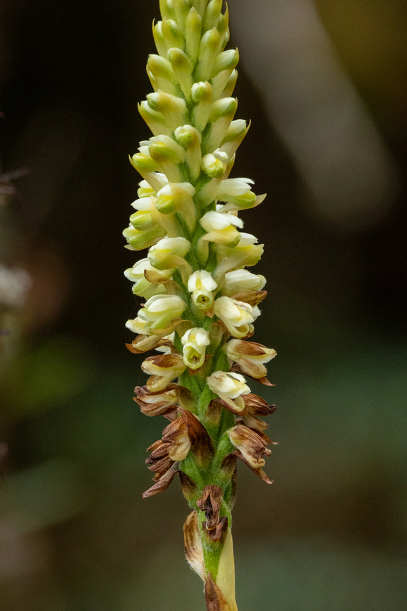 Gomphichis goodyeroides (Orchidaceae) San Felipe, Cajamarca, Peru. Dec 28, 2022 Geotagged,Gomphichis goodyeroides,Peru,Summer