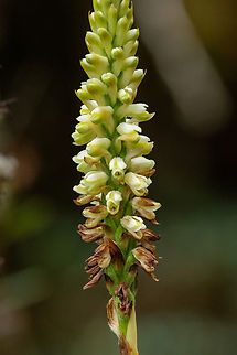 Gomphichis goodyeroides (Orchidaceae) San Felipe, Cajamarca, Peru. Dec 28, 2022 Geotagged,Gomphichis goodyeroides,Peru,Summer
