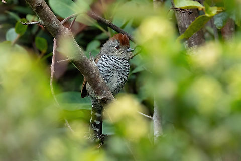 Rufous-capped antshrike (Thamnophilus ruficapillus) San Felipe, Cajamarca, Peru. 29 Dec, 2022 Geotagged,Peru,Rufous-capped antshrike,Summer,Thamnophilus ruficapillus