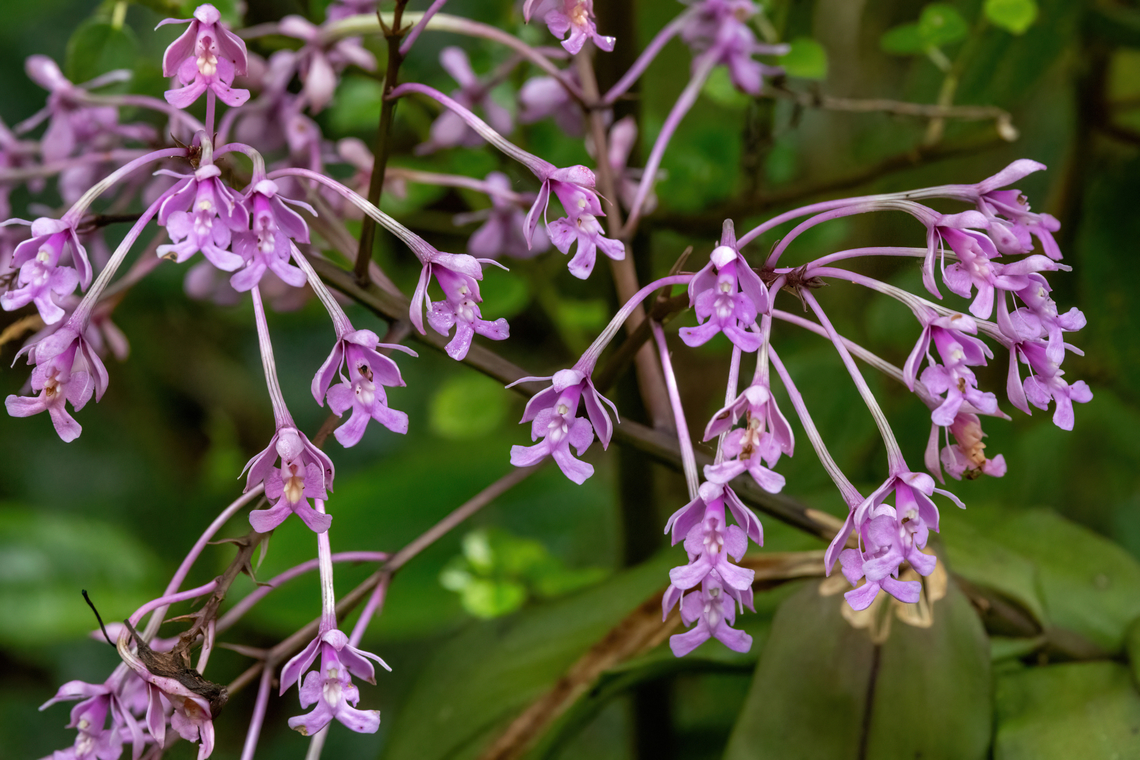 Epidendrum porphyreum (Orchidaceae) San Felipe, Cajamarca, Peru. Dec 29, 2022 Epidendrum porphyreum,Geotagged,Peru,Summer