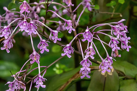 Epidendrum porphyreum (Orchidaceae) San Felipe, Cajamarca, Peru. Dec 29, 2022 Epidendrum porphyreum,Geotagged,Peru,Summer