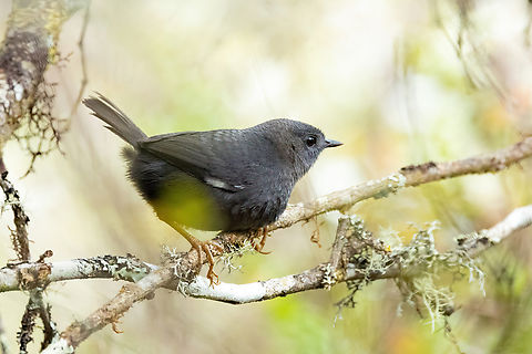 Loja tapaculo