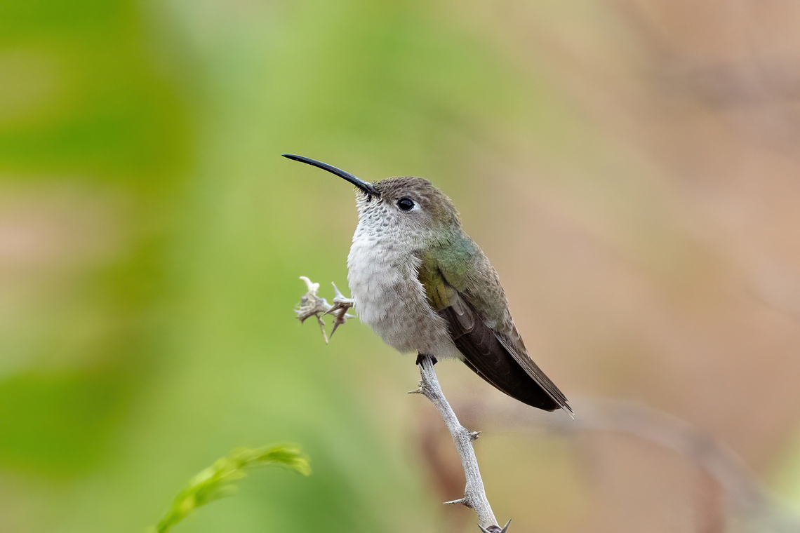 Spot-throated hummingbird (Leucippus taczanowskii) Pomahuaca, Cajamarca, Peru. Dec 30, 2022 Geotagged,Peru,Spot-throated hummingbird,Summer,Thaumasius taczanowskii