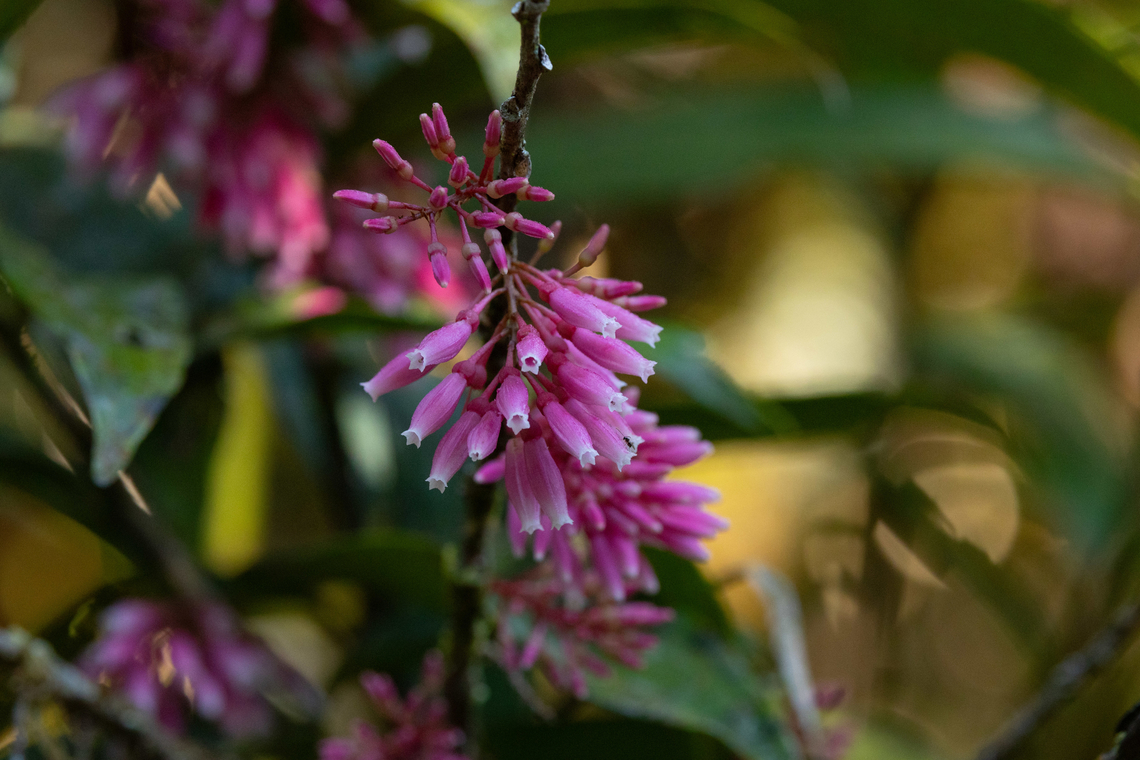 Thibaudia floribunda (Ericaceae) Fundo Alto Nieva, Amazonas, Peru. Jun 3, 2024 Fall,Geotagged,Peru,Thibaudia floribunda