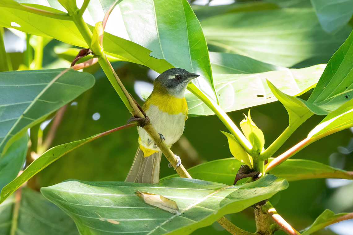 Ashy-throated chlorospingus (Chlorospingus canigularis) BP Alto Mayo, San Mart&iacute;n, Peru. Jun 3, 2024 Ashy-throated_chlorospingus,Chlorospingus canigularis,Fall,Geotagged,Peru