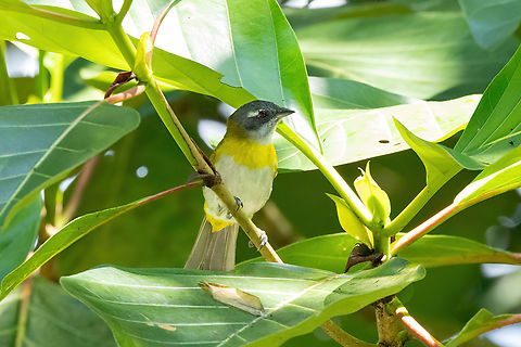 Ashy-throated chlorospingus
