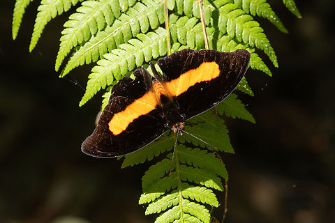 Unspotted Firewing (Catonephele acontius) Morro de Calzada, San Mart&iacute;n, Peru. Jun 4, 2024 Catonephele acontius,Fall,Geotagged,Peru,Unspotted Firewing