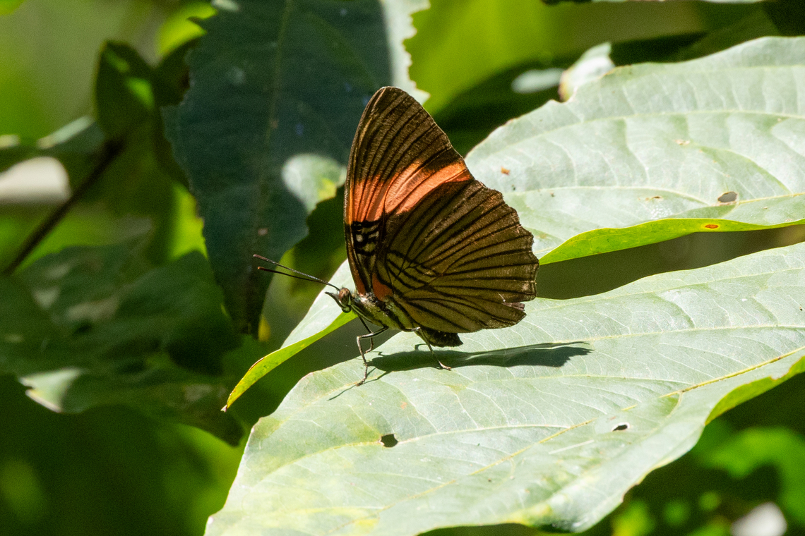 Pink-banded Sister (Adelpha lycorias) Morro de Calzada, San Mart&iacute;n, Peru. Jun 4, 2024 Adelpha lycorias,Fall,Geotagged,Peru