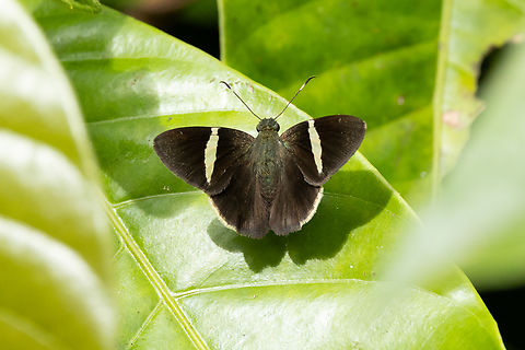 Sharp Banded-Skipper (Cecropterus zarex) Morro de Calzada, San Mart&iacute;n, Peru. Jun 4, 2024 Cecropterus zarex,Fall,Geotagged,Peru,Sharp Banded-Skipper