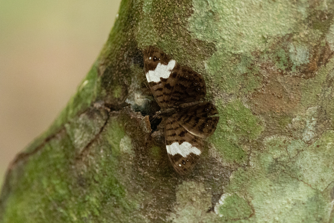 Ectima lirides (Nymphalidae) Morro de Calzada, San Mart&iacute;n, Peru. Jun 4, 2024 Ectima lirides,Fall,Geotagged,Peru
