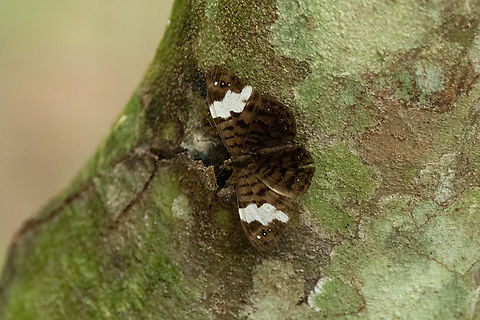 Ectima lirides (Nymphalidae) Morro de Calzada, San Mart&iacute;n, Peru. Jun 4, 2024 Ectima lirides,Fall,Geotagged,Peru