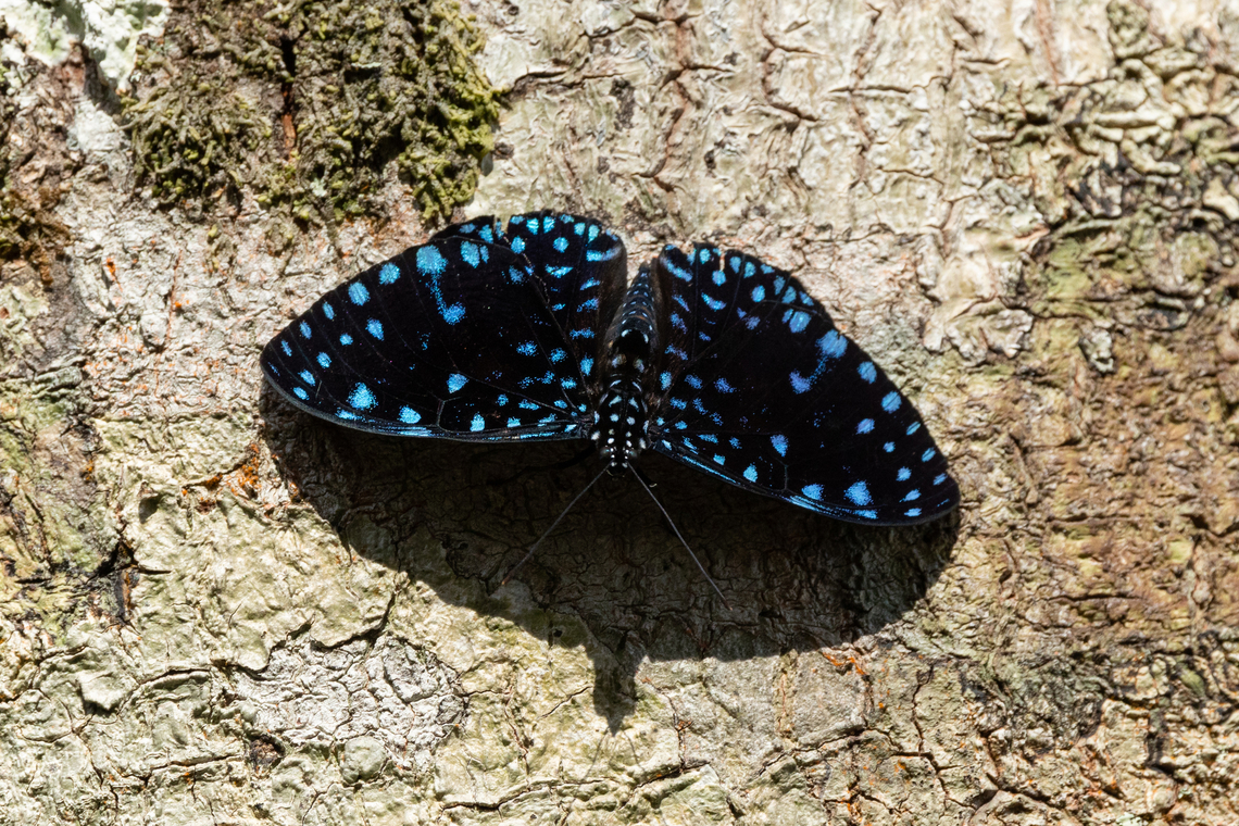 Starry Night Cracker (Hamadryas laodamia) Morro de Calzada, San Mart&iacute;n, Peru. Jun 4, 2024 Fall,Geotagged,Hamadryas laodamia,Peru,Starry Night Cracker