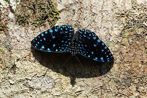 Starry Night Cracker (Hamadryas laodamia) Morro de Calzada, San Mart&iacute;n, Peru. Jun 4, 2024 Fall,Geotagged,Hamadryas laodamia,Peru,Starry Night Cracker