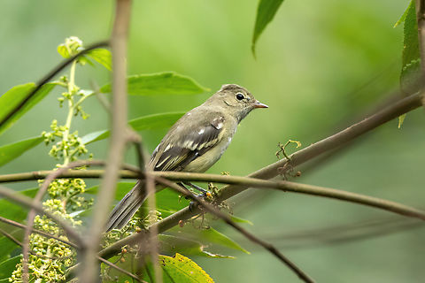 Lesser elaenia (Elaenia chiriquensis) Morro de Calzada, San Mart&iacute;n, Peru. Jun 4, 2024 Elaenia chiriquensis,Fall,Geotagged,Lesser elaenia,Peru