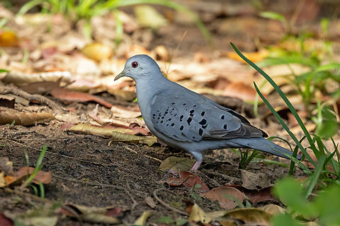 Blue ground dove (Claravis pretiosa) Morro de Calzada, San Mart&iacute;n, Peru. Jun 4, 2024 Blue ground dove,Claravis pretiosa,Fall,Geotagged,Peru
