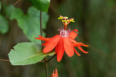 Red Passion Flower (Passiflora miniata) Morro de Calzada, San Mart&iacute;n, Peru. Jun 4, 2024 Fall,Geotagged,Passiflora miniata,Peru