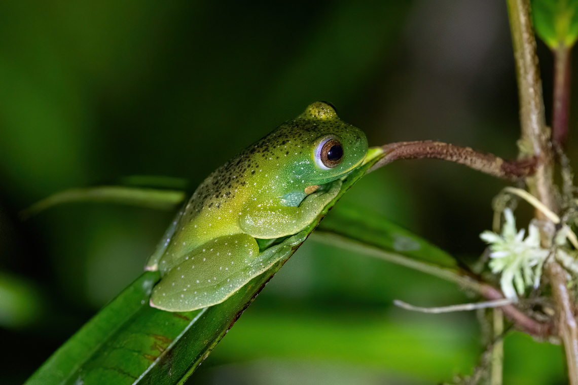 Roque Tree Frog (Hyloscirtus phyllognathus) Fundo Alto Nieva, Amazonas, Peru. Jun 2, 2024 Fall,Geotagged,Hyloscirtus phyllognathus,Peru