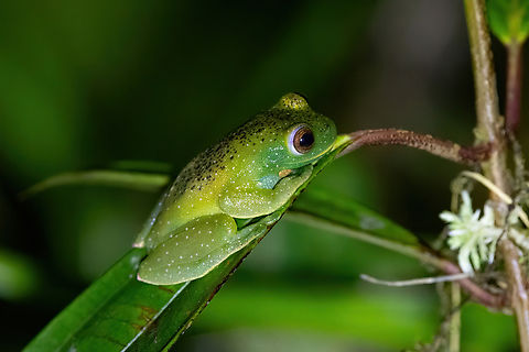 Roque Tree Frog (Hyloscirtus phyllognathus) Fundo Alto Nieva, Amazonas, Peru. Jun 2, 2024 Fall,Geotagged,Hyloscirtus phyllognathus,Peru