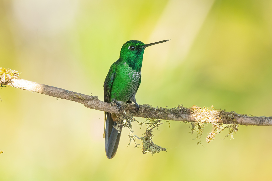 Rufous-vented whitetip (Urosticte ruficrissa) Fundo Alto Nieva, Amazonas, Peru. Jun 2, 2024 Fall,Geotagged,Peru,Rufous-vented whitetip,Urosticte ruficrissa