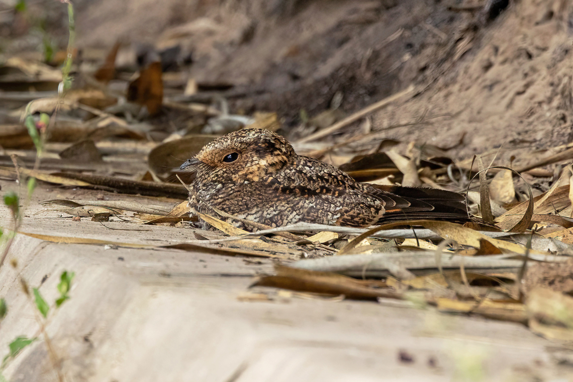 Band-winged nightjar (Systellura longirostris) Moquegua, Peru. Feb 26, 2024 Band-winged nightjar,Geotagged,Peru,Summer,Systellura longirostris