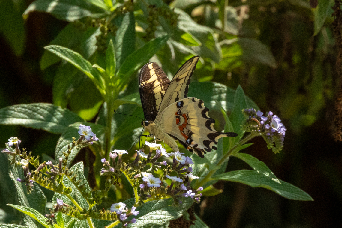 Straight-banded Swallowtail (Papilio paeon) Valle de Moquegua, Peru. Feb 26, 2024 Geotagged,Papilio paeon,Peru,Summer