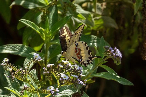 Straight-banded Swallowtail (Papilio paeon) Valle de Moquegua, Peru. Feb 26, 2024 Geotagged,Papilio paeon,Peru,Summer