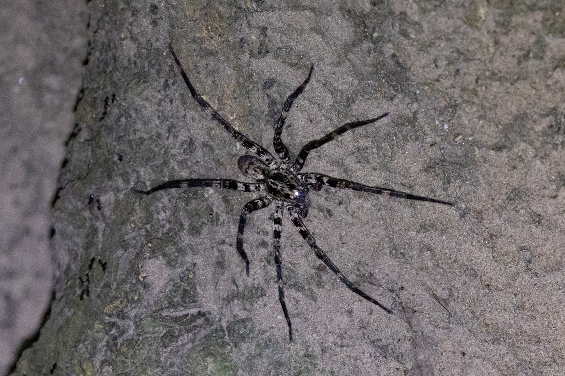Kiekie antioquia (Ctenidae) Tarapoto, San Mart&iacute;n, Peru. Jun 8, 2024 Fall,Geotagged,Kiekie antioquia,Peru