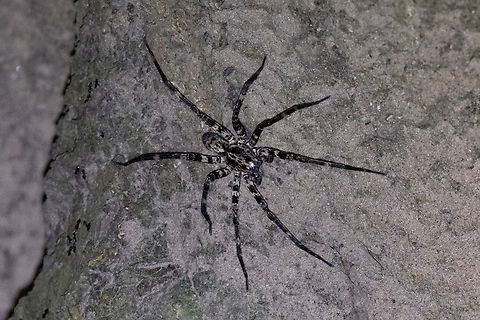 Kiekie antioquia (Ctenidae) Tarapoto, San Mart&iacute;n, Peru. Jun 8, 2024 Fall,Geotagged,Kiekie antioquia,Peru