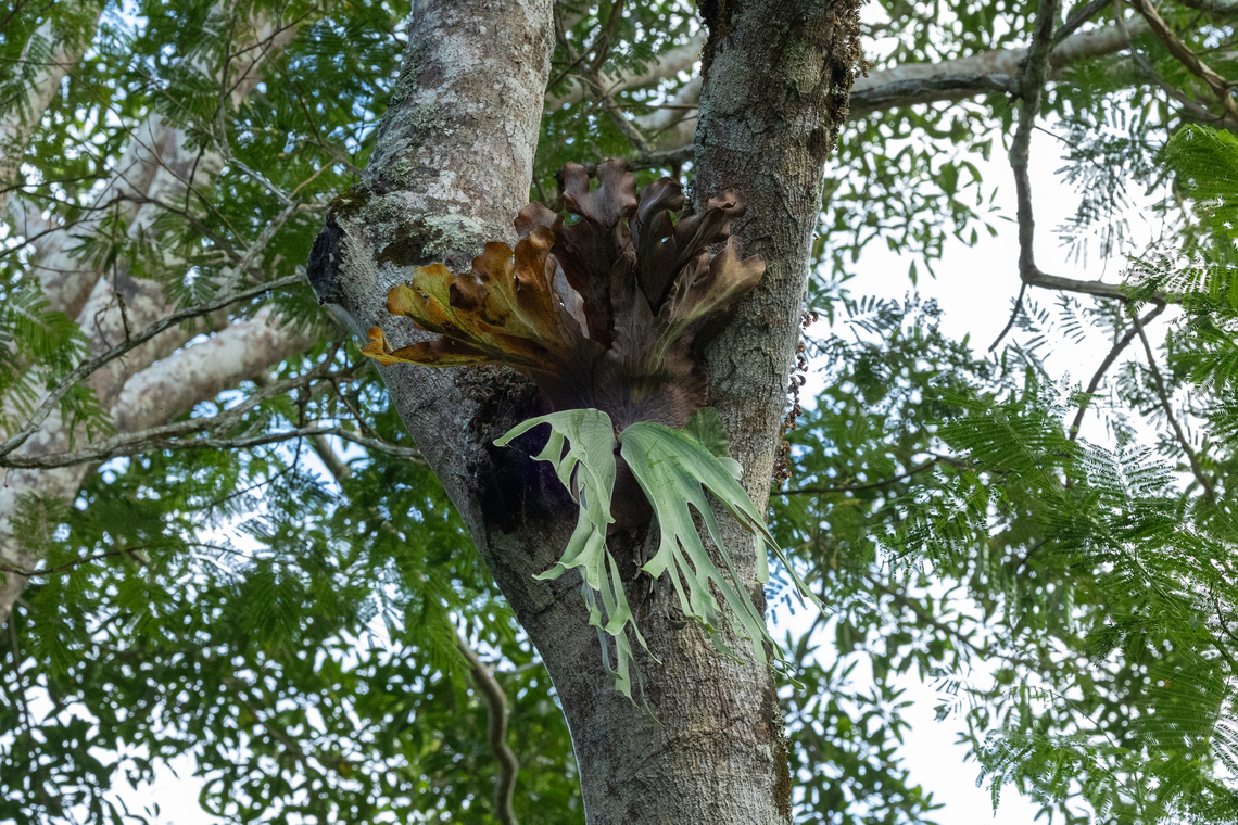 Andean Staghorn fern (Platycerium andinum) Tarapoto, San Mart&iacute;n, Peru. Jun 8, 2024 Fall,Geotagged,Peru,Platycerium andinum