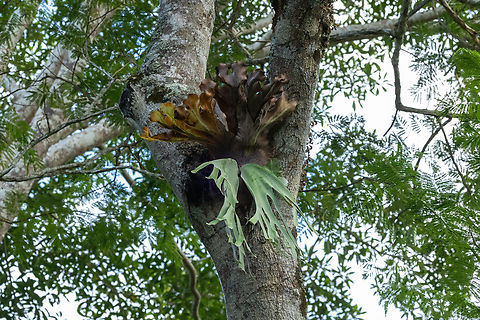 Andean Staghorn fern (Platycerium andinum) Tarapoto, San Mart&iacute;n, Peru. Jun 8, 2024 Fall,Geotagged,Peru,Platycerium andinum
