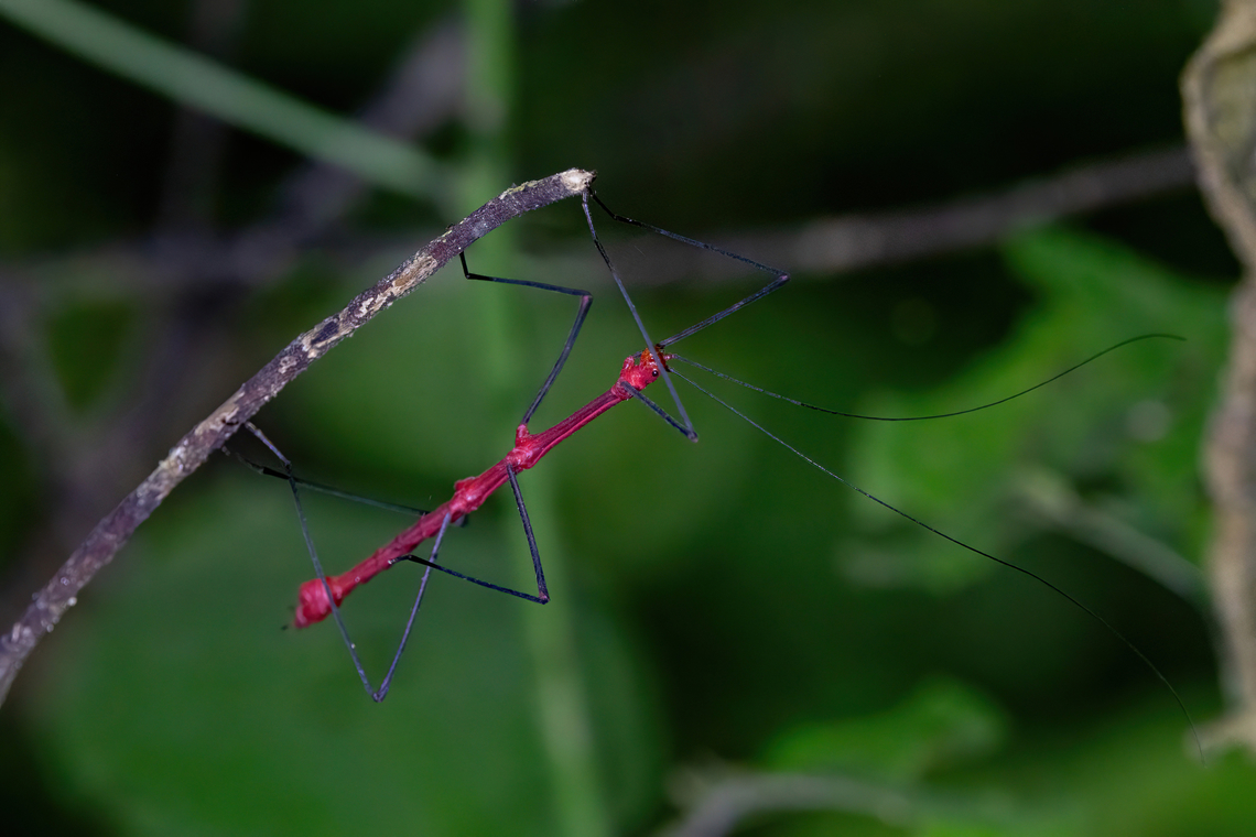 Peruvian Fern Insect (Oreophoetes peruana) Tarapoto, San Mart&iacute;n, Peru. Jun 8, 2024 Fall,Geotagged,Oreophoetes peruana,Peru,Peruvian Fern Insect