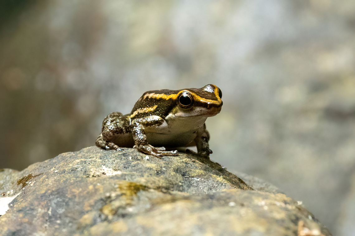Los Tayos Rocket Frog (Hyloxalus nexipus) Tarapoto, San Mart&iacute;n, Peru. Jun 8, 2024 Fall,Geotagged,Hyloxalus nexipus,Peru