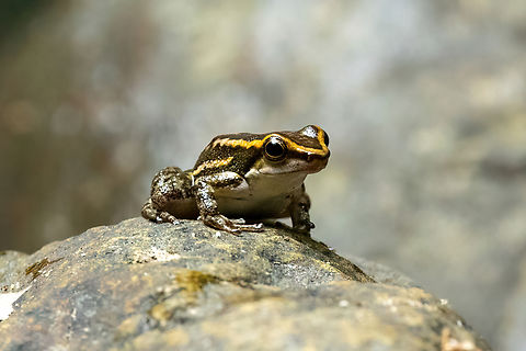 Los Tayos Rocket Frog (Hyloxalus nexipus) Tarapoto, San Mart&iacute;n, Peru. Jun 8, 2024 Fall,Geotagged,Hyloxalus nexipus,Peru