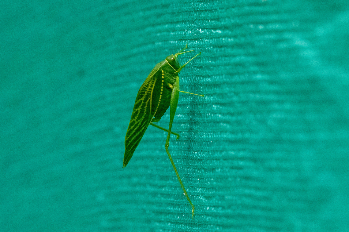 Microcentrum xavieri (Tettigoniidae) Tarapoto, San Mart&iacute;n, Peru. Jun 8, 2024 Fall,Geotagged,Microcentrum xavieri,Peru