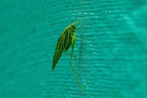 Microcentrum xavieri