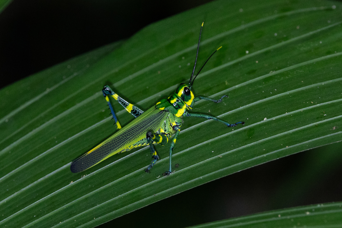 Chromacris peruviana (Romaleidae) Tarapoto, San Mart&iacute;n, Peru. Jun 8, 2024<br />
<br />
 Chromacris peruviana,Fall,Geotagged,Peru