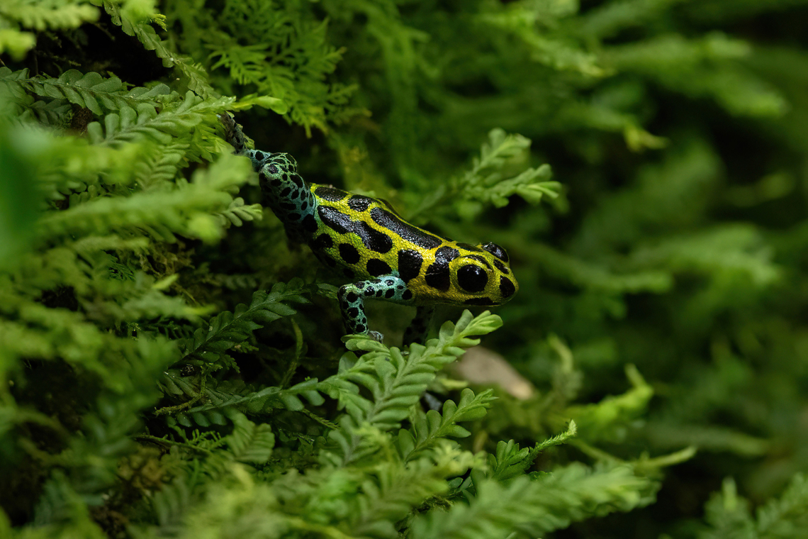 Mimic poison frog (Ranitomeya imitator) Tarapoto, San Mart&iacute;n, Peru. Jun 8, 2024 Fall,Geotagged,Mimic poison frog,Peru,Ranitomeya imitator