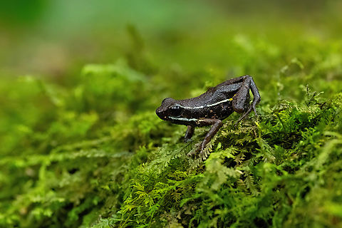 Tarapoto Poison Frog