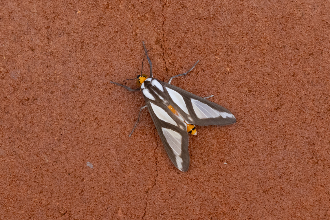 Robinsonia dewitzi (Arctiini) Amazilia Bioreserva, Amazonas, Peru. May 30, 2024 Fall,Geotagged,Peru,Robinsonia dewitzi