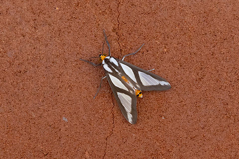 Robinsonia dewitzi (Arctiini) Amazilia Bioreserva, Amazonas, Peru. May 30, 2024 Fall,Geotagged,Peru,Robinsonia dewitzi