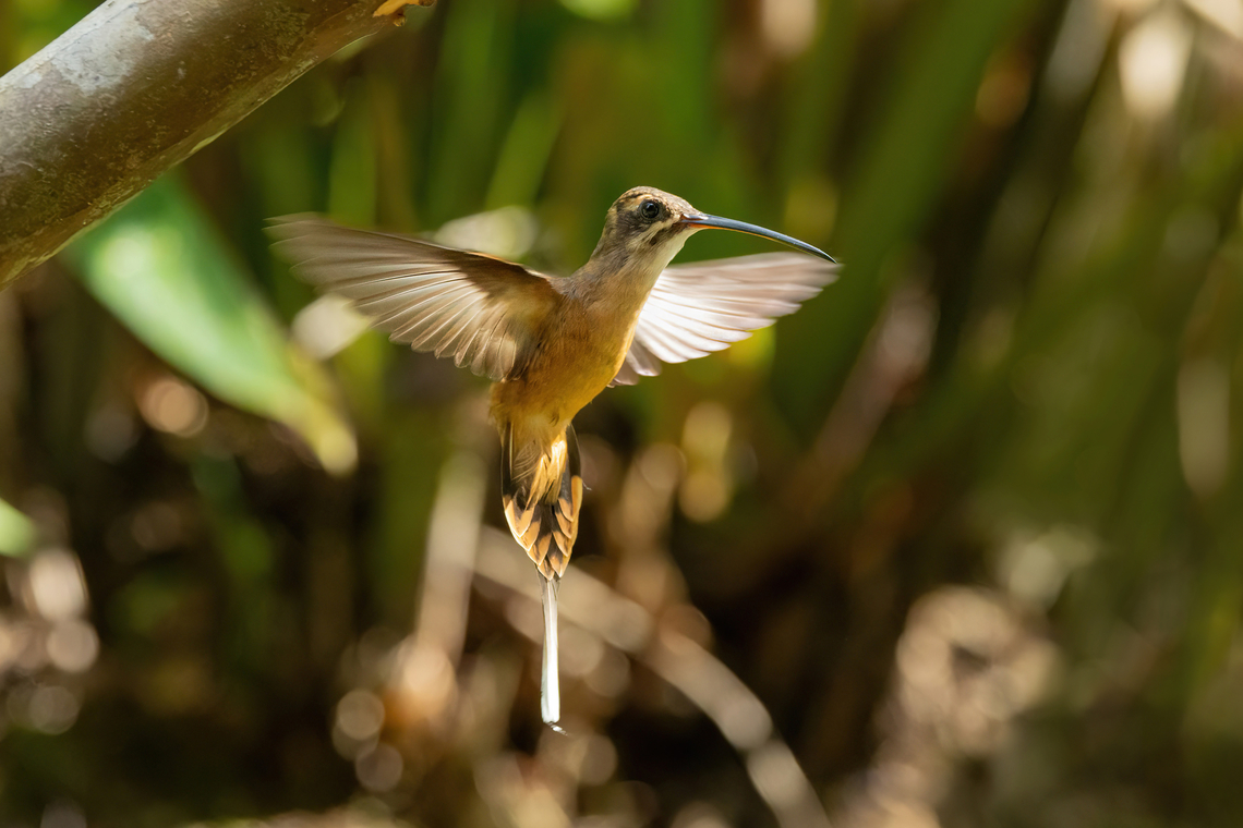 Koepcke's hermit (Phaethornis koepckeae) Cordillera Escalera, San Mart&iacute;n, Peru. Jun 7, 2024 Fall,Geotagged,Koepcke's hermit,Peru,Phaethornis koepckeae