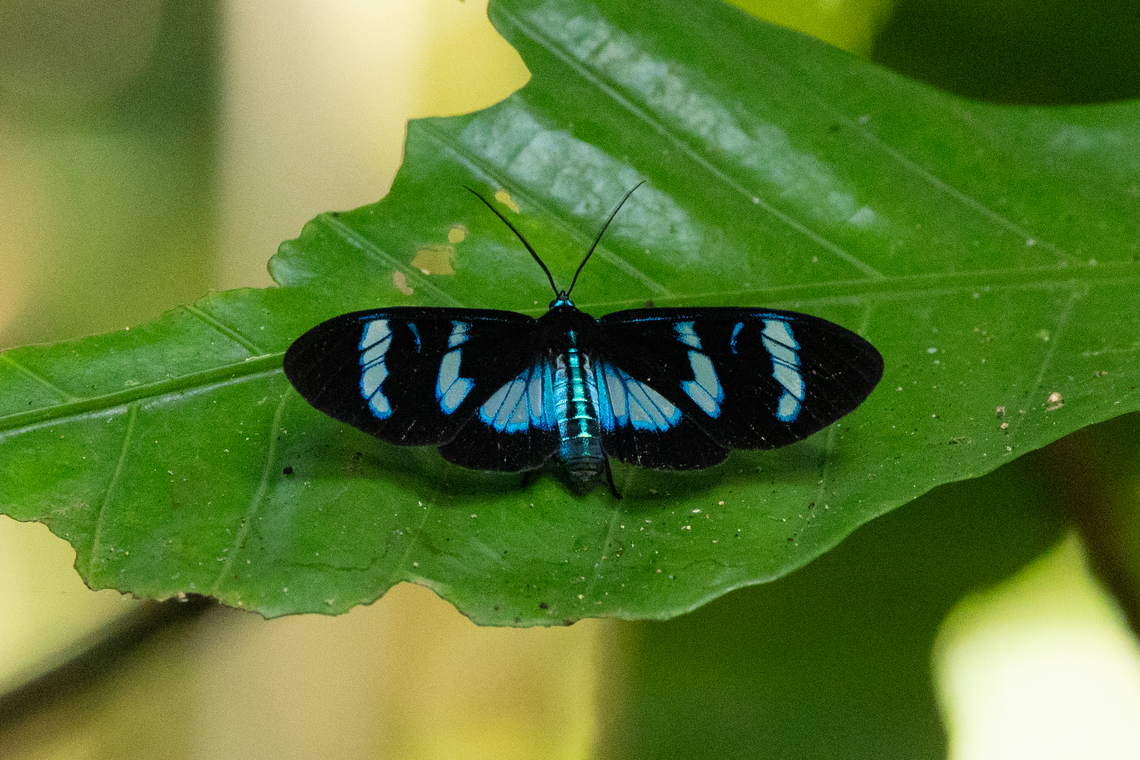 Agyrtidia uranophila (Arctiinae) Alto Shilcayo, Tarapoto, San Mart&iacute;n, Peru. Jun 8, 2024 Agyrtidia uranophila,Fall,Geotagged,Peru