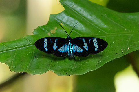 Agyrtidia uranophila