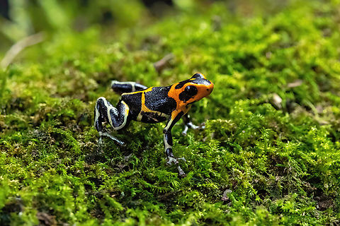 Ranitomeya summersi (Dendrobatidae) Tarapoto, San Martín, Peru. Jun 8, 2024 Fall,Geotagged,Peru,Ranitomeya summersi