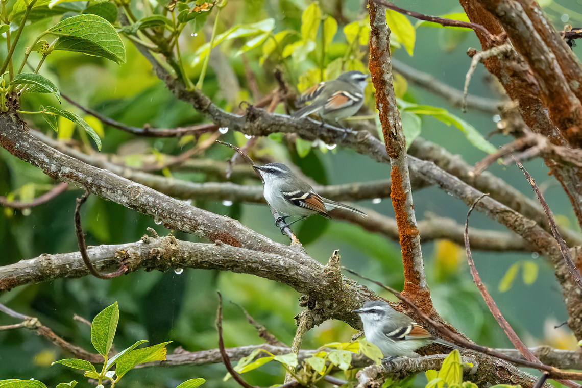 Rufous-winged tyrannulet (Mecocerculus calopterus) La Corona, Ja&eacute;n, Cajamarca, Peru. Dec 31, 2022 Geotagged,Mecocerculus calopterus,Peru,Rufous-winged tyrannulet,Summer