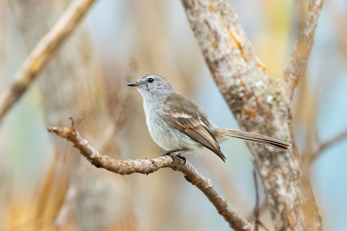 Mara&ntilde;on Tyrannulet (Nesotriccus maranonicus) La Corona, Ja&eacute;n, Cajamarca, Peru. Dec 31, 2022 Geotagged,Maranon tyrannulet,Nesotriccus maranonicus,Peru,Summer